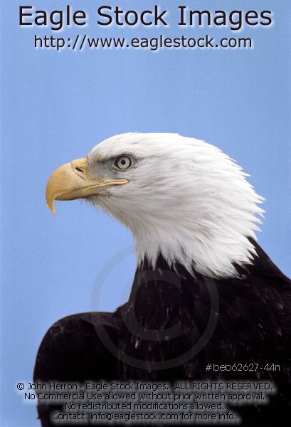 Picture of a bald eagle, close up.  Very dramatic and patriotic image.